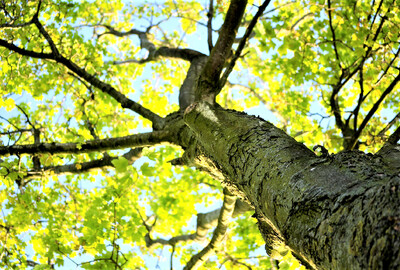 Ostrava: Testování nové technologie v péči o stromy